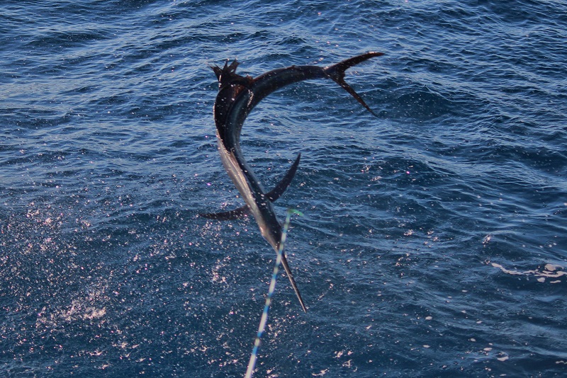 Sailfishing Charter